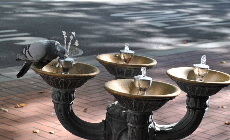 I like to think this pigeon is seizing his moment as he drinks of the public fountain in Portland, Ore.