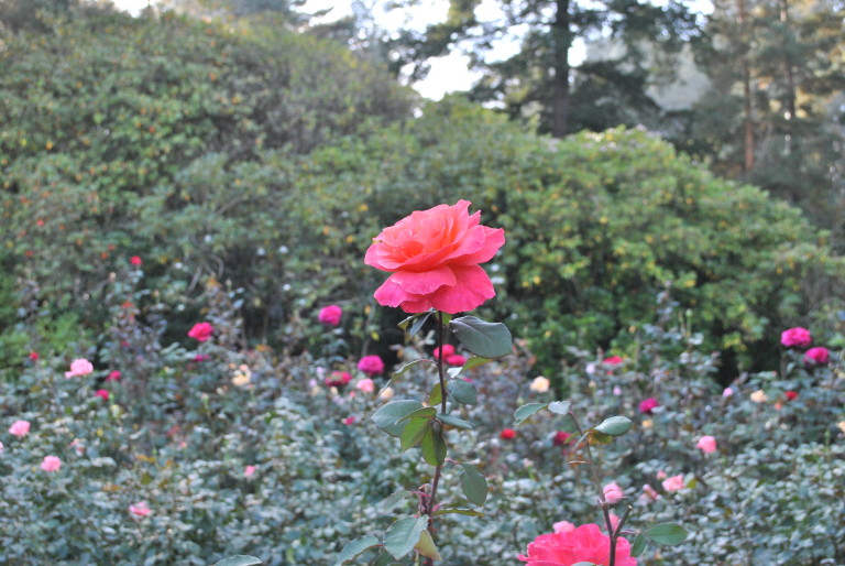 The International Rose Test Garden in Portland, Ore., was one of the most beautiful places I've ever been in my life. 