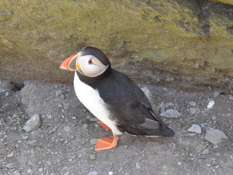 During mid-May, a large puffin population, along with other rare bird species, migrate to the Skelligs to mate and such. This little guy was just hanging out under a ledge on the way up the craggy island. 