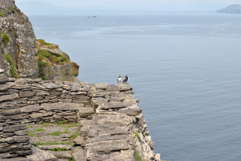 Another view from the monastery atop Skellig Michael. I truly hope the puffins at the edge are engaging in a courting dance as their rituals kept me from standing where Luke Skywalker stood - the very top of the island. 